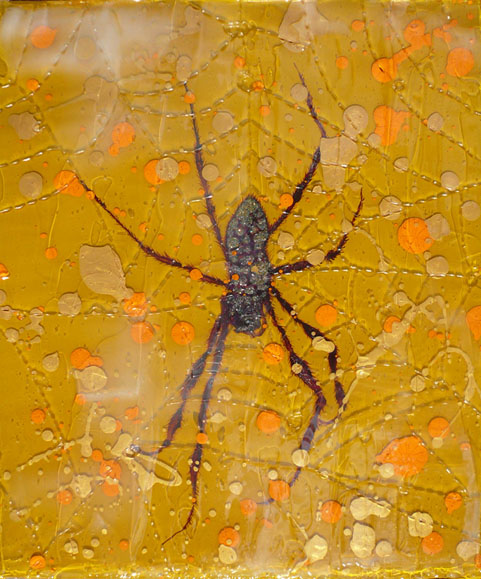 黄蜘蛛